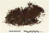 藏品(小金髮苔屬)的圖片